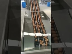 Máquina para quebrar ovos de tipo vertical