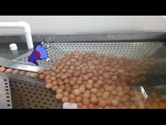 Instalação de processamento de ovos líquidos com quebra-ovos e pasteurização