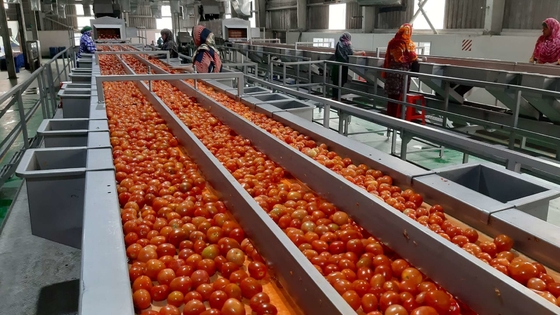 Máquina de processamento de omelete/suco de tomate/salsa/pulpa com SUS304/316