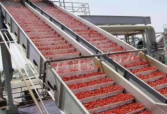 Linha de processamento de mirtilo personalizada de alto desempenho Planta de produção de mirtilo/morango/fresbeto